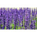Lavendel parfum