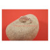 Scarabee zilveren hanger rood