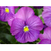 Egyptische violet parfum