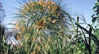 ipuwer papyrus jacobovici ipuwer papyrus jacobovici